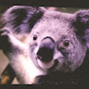 Meet your Posher, Jamal